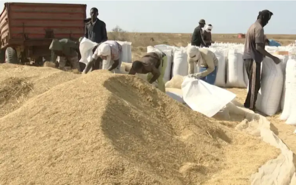 موريتانيا: أهمية مخزون الأرز المحلي وتراجع المشتريات يضغطان على المصانع